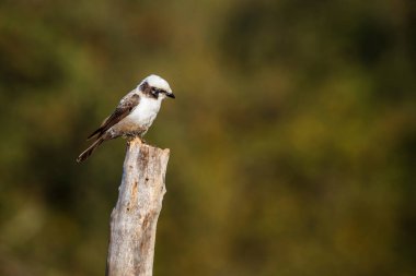 Güney Afrika 'daki Kruger Ulusal Parkı' nda izole edilmiş bir kütüğün üzerinde duran beyaz taçlı Shrike; Laniiidae ailesinden Specie Eurocephalus anguitimens