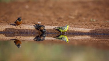 Güney Afrika 'daki Kruger Ulusal Parkı' ndaki su birikintisinde Bunting, Fringillidae 'deki Specie Crithagra mozambica ailesi,