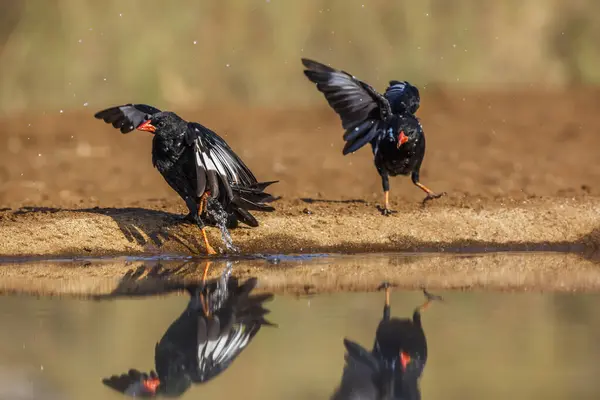 Två Röda Fakturerade Buffalo Weaver Badar Vattenhål Med Reflektion Kruger — Stockfoto