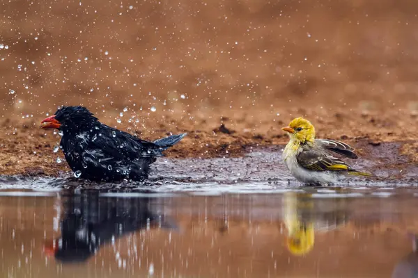 Kırmızı gagalı Buffalo Weaver ve kızıl saçlı dokumacı Güney Afrika 'daki Kruger Ulusal Parkı' ndaki su birikintisinde yüzüyorlar.