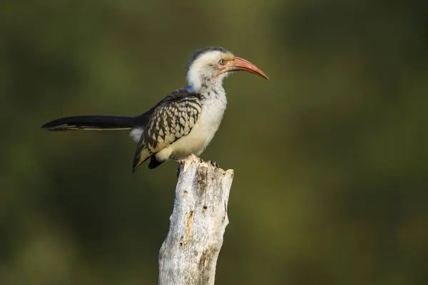 Southern Red Billed Hornbill Standing Log Isolated Natural Background Kruger — Stock Photo, Image