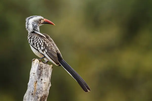 Southern Red Billed Hornbill Standing Log Isolated Natural Background Kruger — Stock Photo, Image