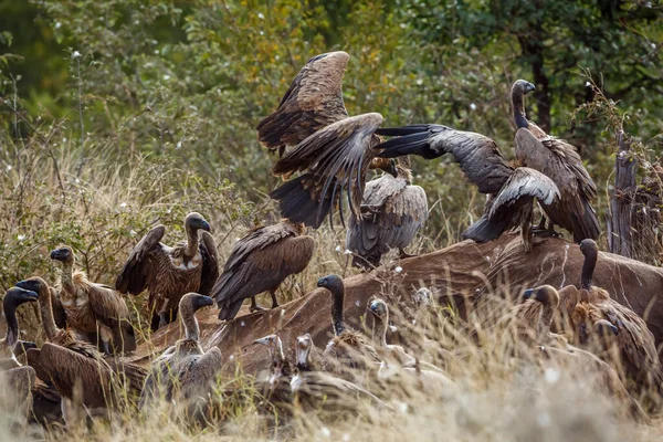 Białogłowy Sęp Zbierający Padlinę Martwego Słonia Parku Narodowym Kruger Republika — Zdjęcie stockowe