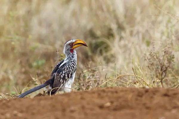 Southern Yellow Billed Hornbill Kruger National Park South Africa Specie — Stock Photo, Image