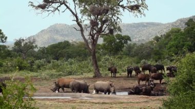 Güney Afrika 'daki Kruger Ulusal Parkı' nda bufalo sürüsüyle su birikintisini paylaşan üç Güneyli gergedan; Gergedan Simum Simum Ailesi