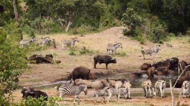 Beyaz gergedanlı vahşi yaşam manzarası, Güney Afrika Kruger Ulusal Parkı 'ndaki bufalo sürüsü ve zebralar.