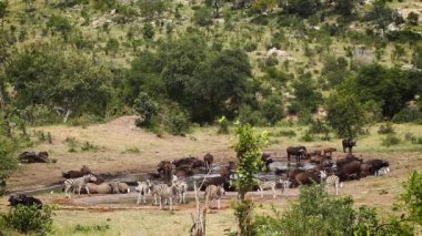 Beyaz gergedanlı vahşi yaşam manzarası, Güney Afrika Kruger Ulusal Parkı 'ndaki bufalo sürüsü ve zebralar.