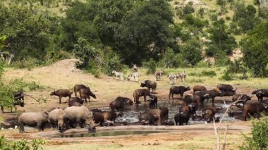 Güney Afrika 'daki Kruger Ulusal Parkı' nda bufalo sürüsüyle su birikintisini paylaşan üç Güneyli gergedan; Gergedan Simum Simum Ailesi