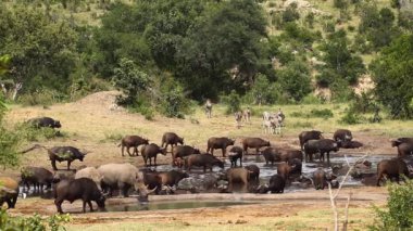 Güney Afrika 'daki Kruger Ulusal Parkı' nda bufalo sürüsüyle su birikintisini paylaşan üç Güneyli gergedan; Gergedan Simum Simum Ailesi