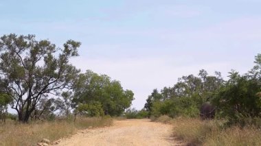 Güney Afrika 'daki Kruger Ulusal Parkı' nda safari yolundan geçen üç Güney beyaz gergedan; Güney Afrika 'daki Specie Ceratotherium simum simum Rhinocerotidae ailesi