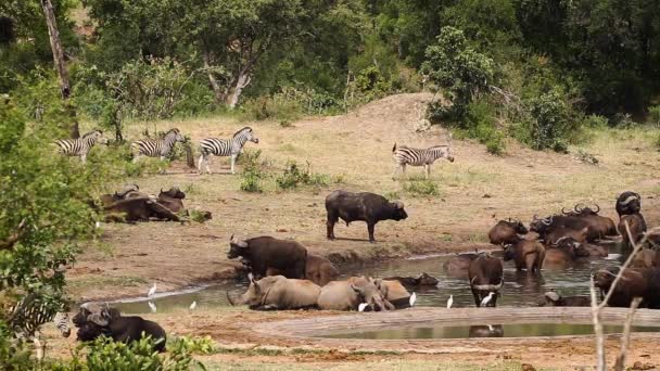 Paysages Animaliers Avec Rhinocéros Blanc Troupeau Buffles Zèbres Des Plaines — Video