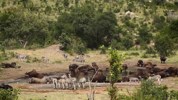 Paisaje Vida Silvestre Con Rinocerontes Blancos Manada Búfalos Cebras Llanuras — Vídeos de Stock