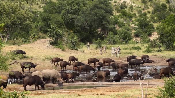 Drie Zuidelijke Witte Neushoorn Delen Waterput Met Kudde Buffels Kruger — Stockvideo