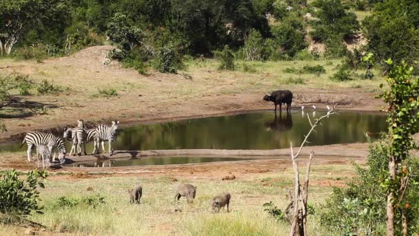 Djurliv Landskap Med Wharthog Buffel Och Slätter Zebror Kruger National — Stockvideo
