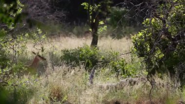 Güney Afrika Kruger Ulusal Parkı 'nda yavaş hareket eden Impala Bovidae familyasından Specie Aepyceros melampus