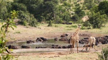 Güney Afrika 'daki Kruger Ulusal Parkı' nda bufalo sürüsüyle su birikintisinde içen zürafa; Giraffidae ailesinden Tür Giraffa camelopardalis.