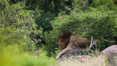 Afrika aslanı yelesini kaşıyarak Güney Afrika 'daki Kruger Ulusal Parkı' nda esniyor.