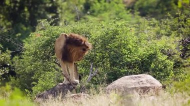 Afrika'nın Kruger Ulusal Parkı'nda bir kayanın üzerinde duran Afrika aslanı erkek; Felidae'nin Specie Panthera leo ailesi