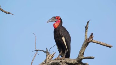 Güney Ground Hornbill, Güney Afrika 'daki Kruger Ulusal Parkı' nda mavi gökyüzünde izole edilmiş bir ses çıkarıyor; Bucorvus, Bucerotidae ailesinin önde gelen isimlerinden.