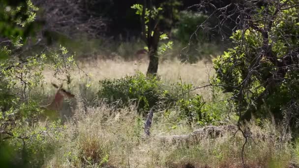 Movimiento Lento Del Salto Impala Común Parque Nacional Kruger Sudáfrica — Vídeos de Stock