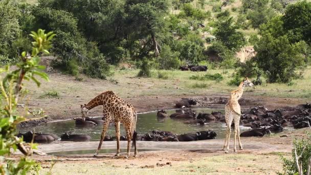 Giraffa Che Beve Pozza Acqua Con Mandrie Bufali Nel Parco — Video Stock