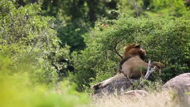 León Africano Macho Arañando Melena Bostezando Parque Nacional Kruger Sudáfrica — Vídeo de stock
