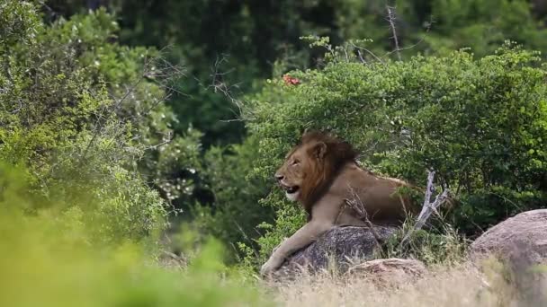 Leone Africano Sdraiato Una Roccia Sbadigliante Nel Parco Nazionale Kruger — Video Stock