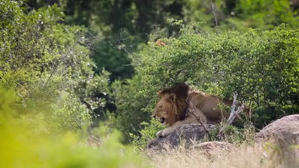 Αφρικανική Λιοντάρι Αρσενικό Στέκεται Ένα Βράχο Στο Kruger National Park — Αρχείο Βίντεο