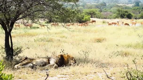 Lion Afrique Mâle Reposant Avec Troupeau Impala Sur Dos Dans — Video
