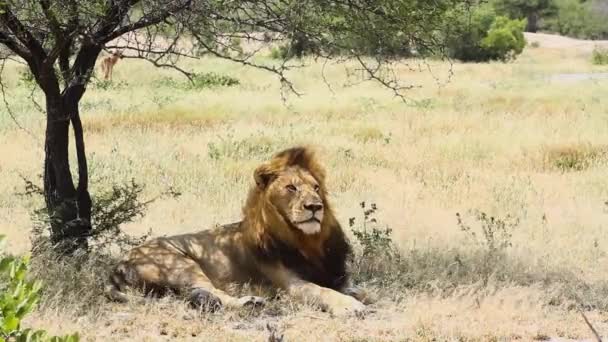 南アフリカクルーガー国立公園の風の強いサバンナに横たわるマジェスティックなアフリカのライオン男性 フェルナス科のスパンテラレオファミリー — ストック動画