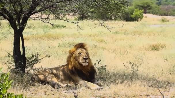 Majestätisches Afrikanisches Löwenmännchen Liegt Windiger Savanne Kruger Nationalpark Südafrika Familie — Stockvideo