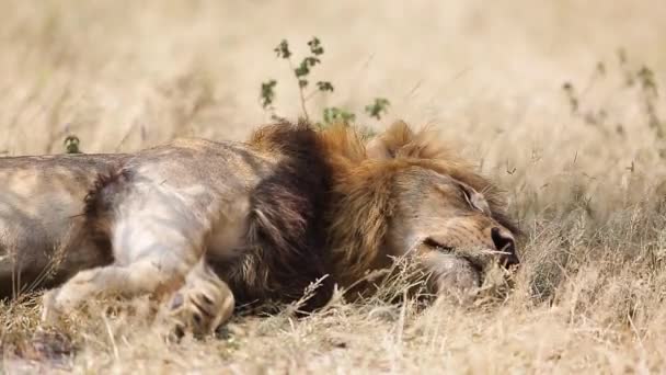 Afrikanskt Lejon Manligt Porträtt Liggande Blåsig Savann Kruger National Park — Stockvideo
