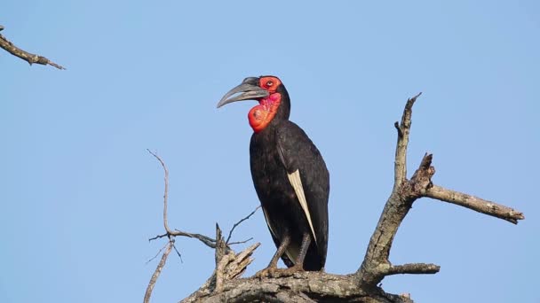 Södra Marken Hornbill Gör Ljud Isolerad Blå Himmel Kruger National — Stockvideo