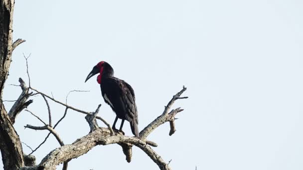 Południowy Ground Hornbill Śpiewa Martwym Drzewie Parku Narodowym Kruger Republika — Wideo stockowe
