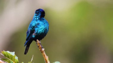 Güney Afrika 'daki Kruger Ulusal Parkı' nda tüyleri yetiştiren Büyük Mavi Kulaklı Starling, Sturnidae ailesinden Specie Lamprotornis chalybaeus.