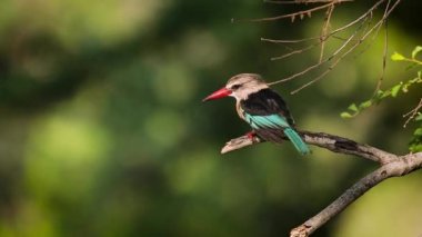 Güney Afrika Kruger Ulusal Parkı 'nda kahverengi başlıklı Kingfisher tımar tüyü; Alcedinidae familyasından Specie Halcyon albiventris