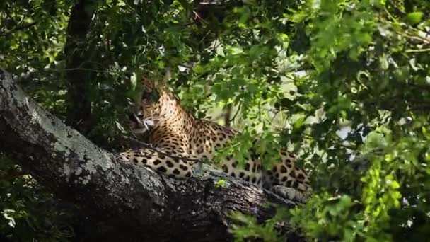 레오파드는 크루거 남아프리카 공화국의 나무에서 자란다 펠리그라의 스피어 판테라 파르두스 — 비디오