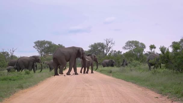 Αφρικανική Αγέλη Ελεφάντων Θάμνων Διασχίζουν Χωματόδρομο Σαφάρι Kruger Εθνικό Πάρκο — Αρχείο Βίντεο