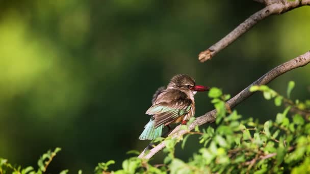 南アフリカのクルーガー国立公園でブラウン時代のキングフィッシャー栽培の羽 アルデシン科のスパイナ ハルキオンアルビブセントリス家 — ストック動画