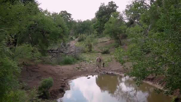 Две Giraffes Пьющие Водяной Скважине Национальном Парке Крюгера Южная Африка — стоковое видео