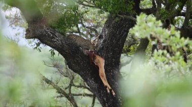 Güney Afrika 'daki Kruger Ulusal Parkı' ndaki ağaçta impala yiyen genç leopar Felidae familyasından Specie Panthera pardus.