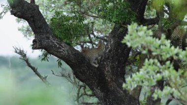 Güney Afrika 'daki Kruger Ulusal Parkı' ndaki bir ağaçtaki iki sevimli leopar yavrusu Felidae 'deki Specie Panthera pardus ailesi