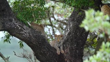 Güney Afrika 'daki Kruger Ulusal Parkı' ndaki bir ağaçtaki iki sevimli leopar yavrusu Felidae 'deki Specie Panthera pardus ailesi