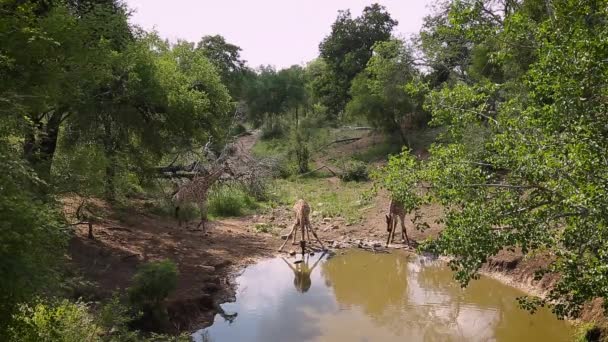 南非克鲁格国家公园的三只长颈鹿在水坑中饮水 长颈鹿科特有种 — 图库视频影像