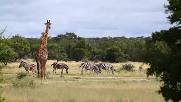 Жираф Равнинная Зебра Сухой Саванне Национальном Парке Крюгер Южная Африка — стоковое видео