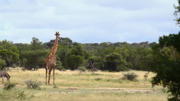 Güney Afrika Kruger Ulusal Parkı Ndaki Kuru Savanada Zürafa Zebra — Stok video
