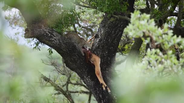 남아프리카 공화국의 크루거 공원에 나무에서 임팔라 먹이를 Panthera Pardus — 비디오
