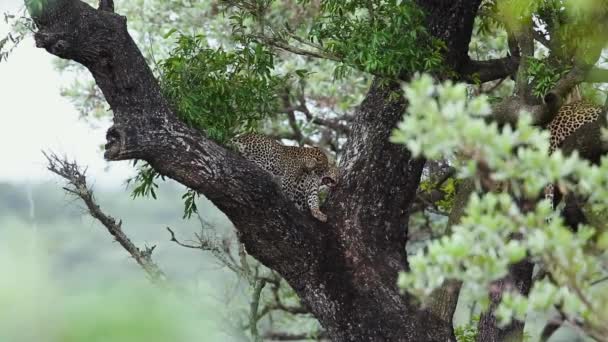 在南非克鲁格国家公园的一棵树上玩耍的两只被砍伤的豹幼崽 — 图库视频影像