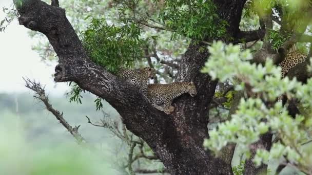 南アフリカのクルーガー国立公園の木に2つのカットレオパルドキューブ フェルガス科のスパイナンパンテラパーラファミリー — ストック動画