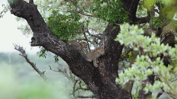 Dos Cachorros Leopardo Cortados Árbol Parque Nacional Kruger Sudáfrica Especie — Vídeo de stock